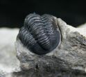 Nicely Preserved Gerastos Trilobite #4131-2